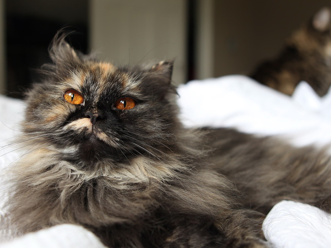 Пушистый серый кот