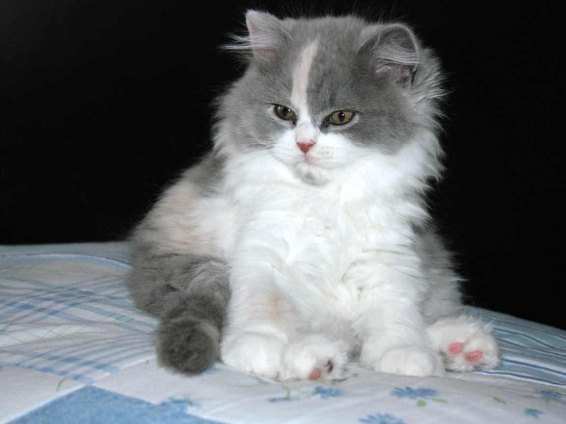 Пушистый котенок британской длинношерстной кошки