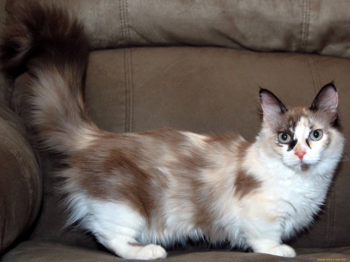 Пушистый хвост кошки манчкин