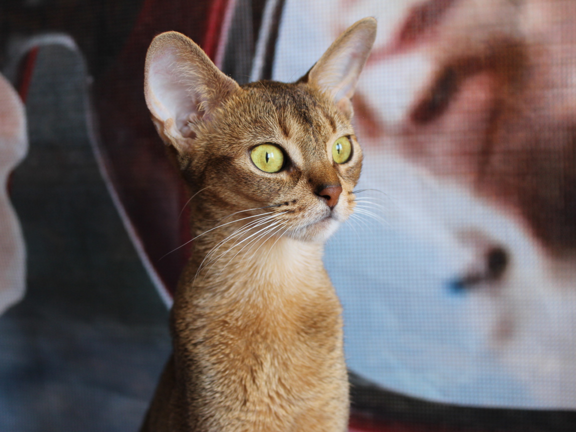 Забавный котенок абиссинки