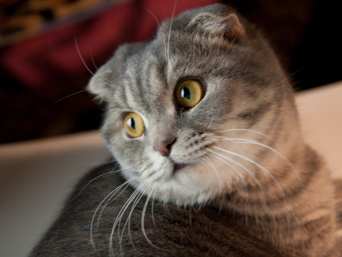 Забавная шотландская кошка