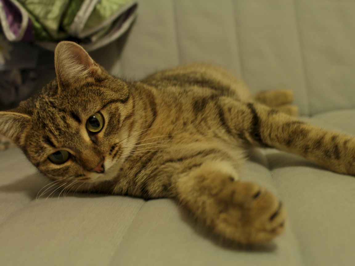 Рыжая европейская короткошерстная кошка