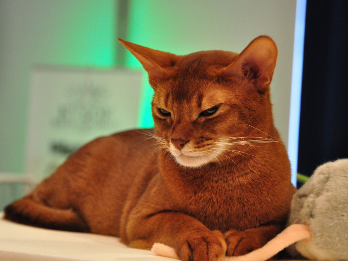 Хмурая абиссинская кошка