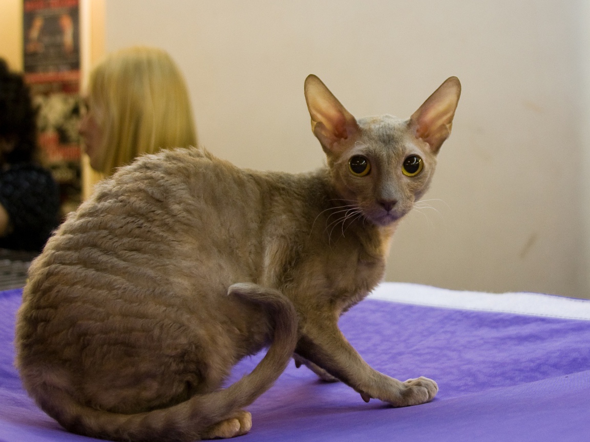 Серый корниш рекс