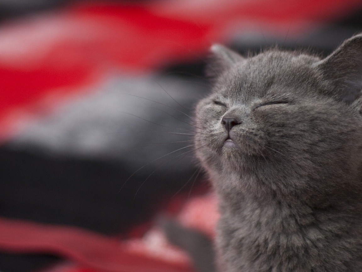 Серый котенок