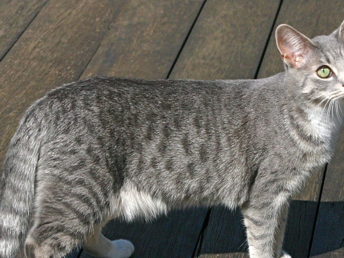 Серый аравийский мау