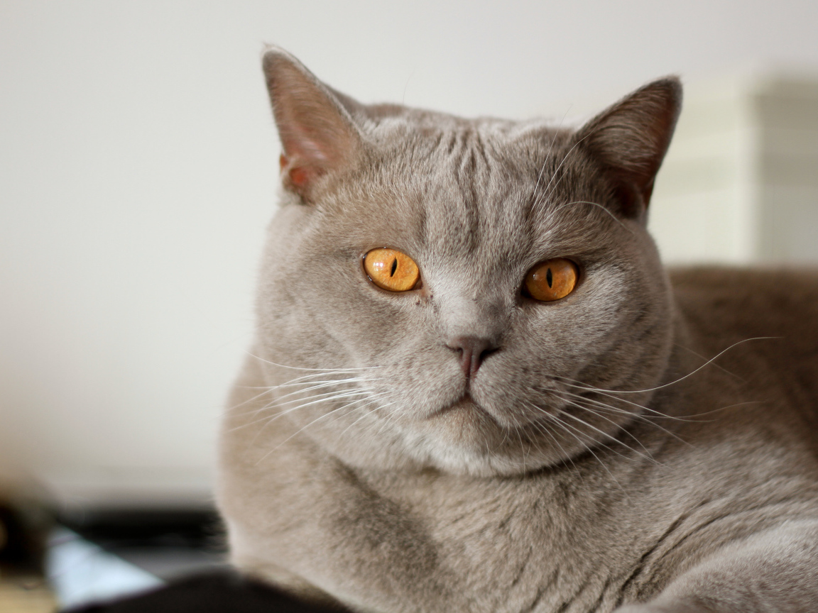 Серая британская короткошерстная кошка