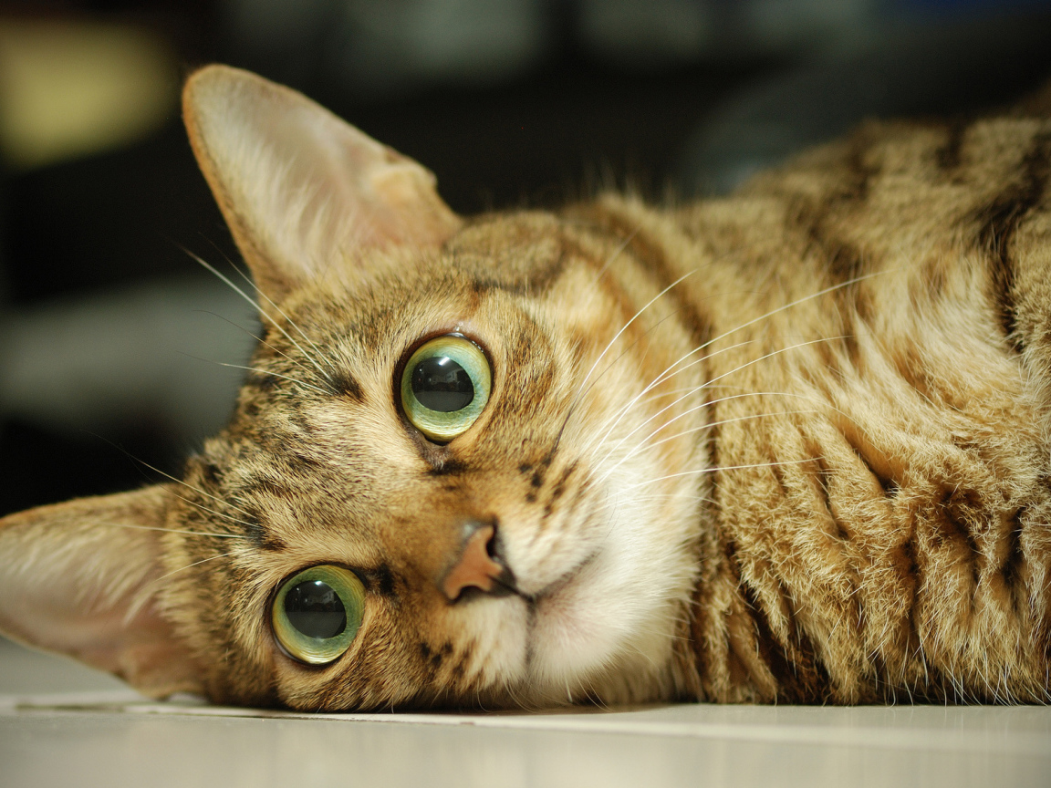 Серый кот с большими глазами