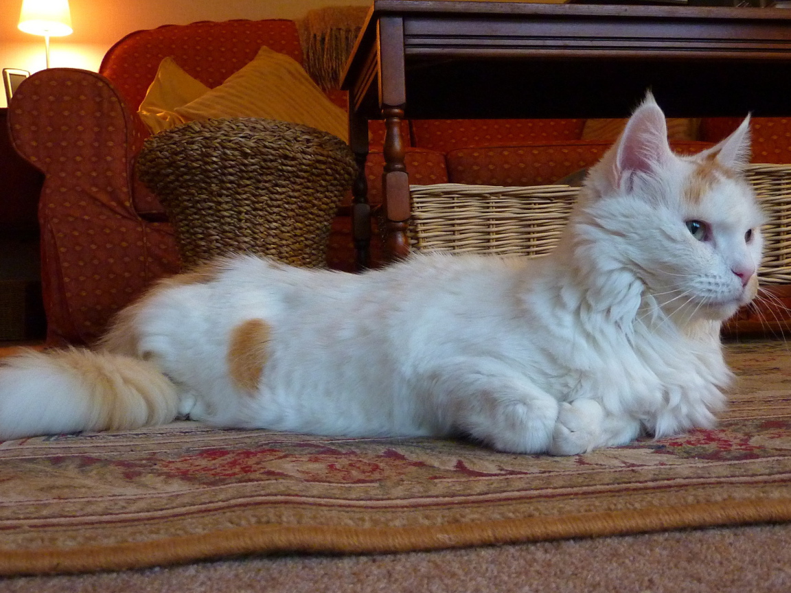 Домашний турецкий ван