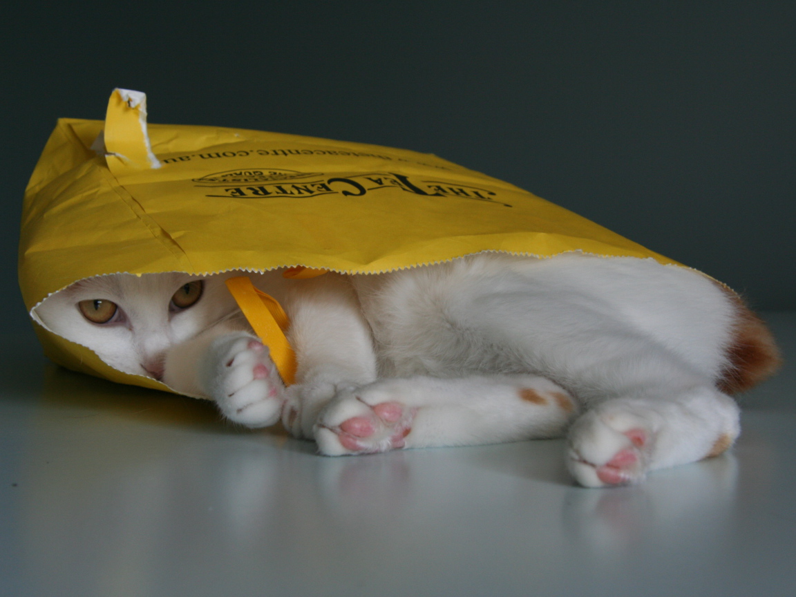 Японский бобтейл в пакете