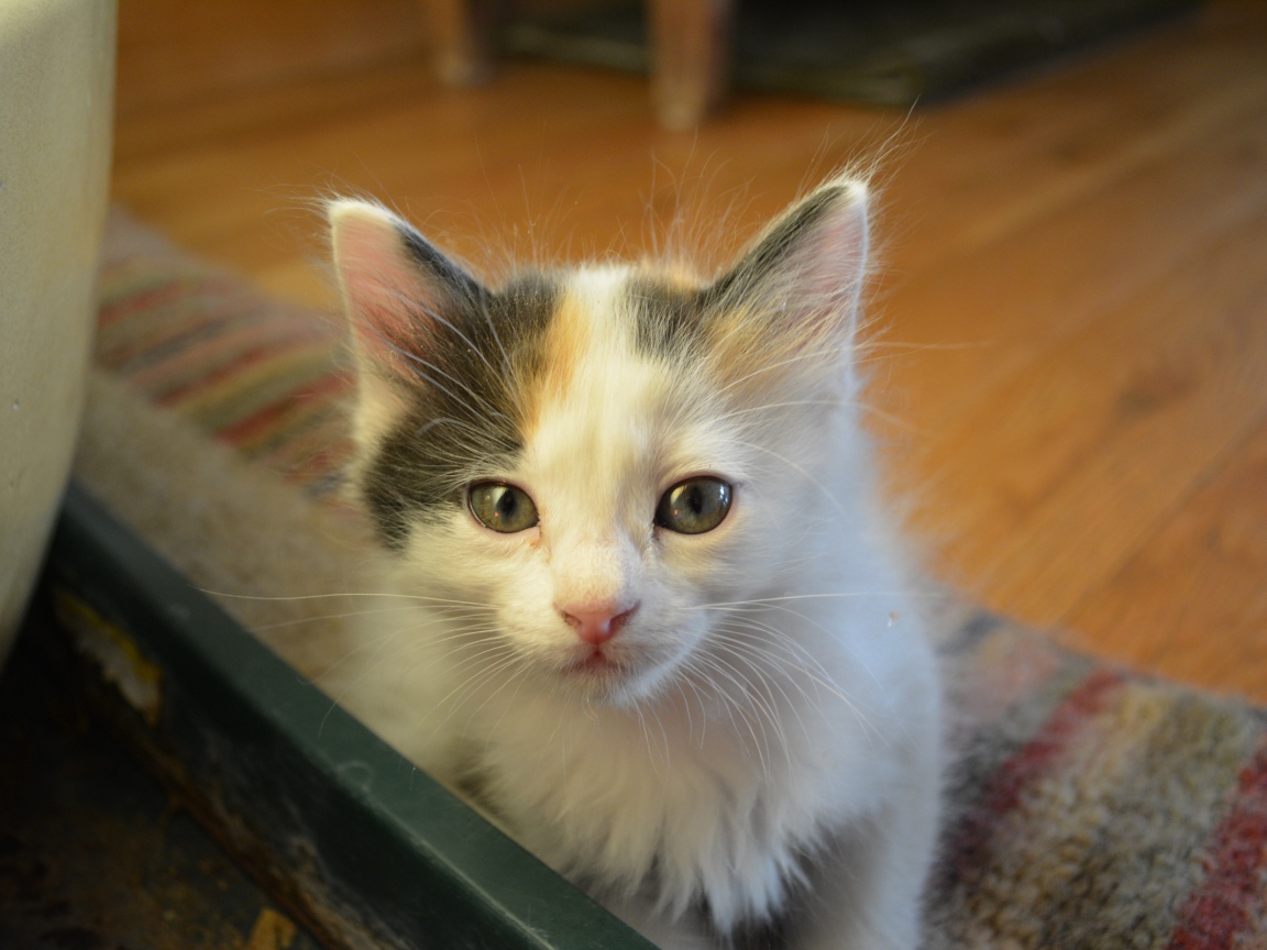 Котенок японского бобтейла