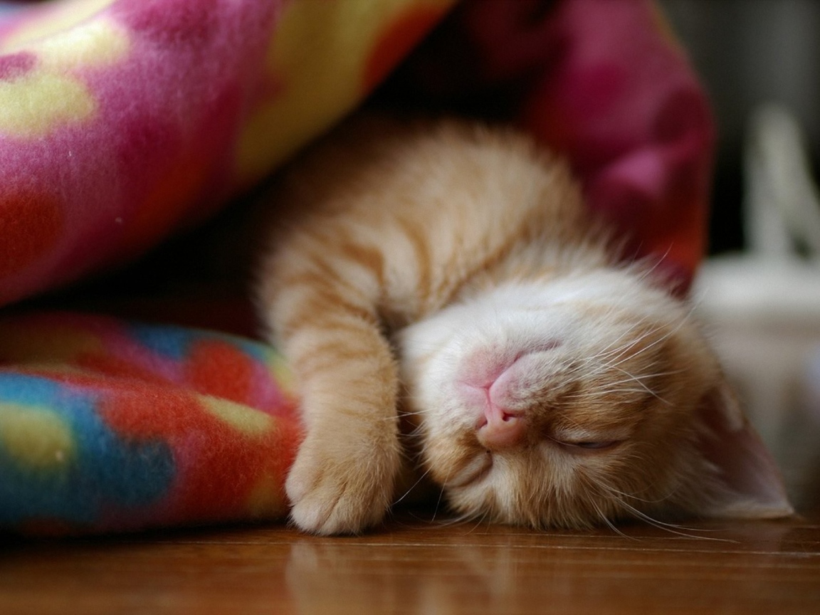 Kitten asleep in a blanket