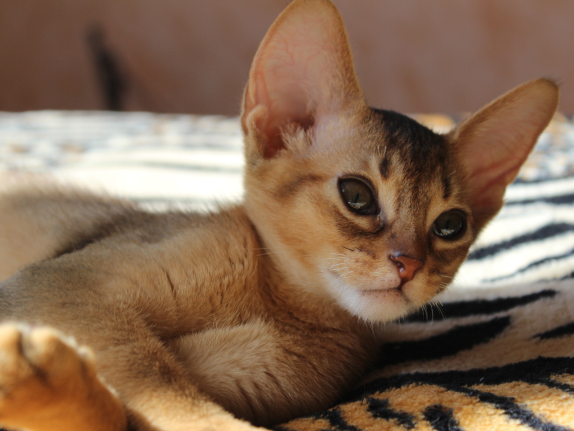 Котенок породы абиссинская кошка