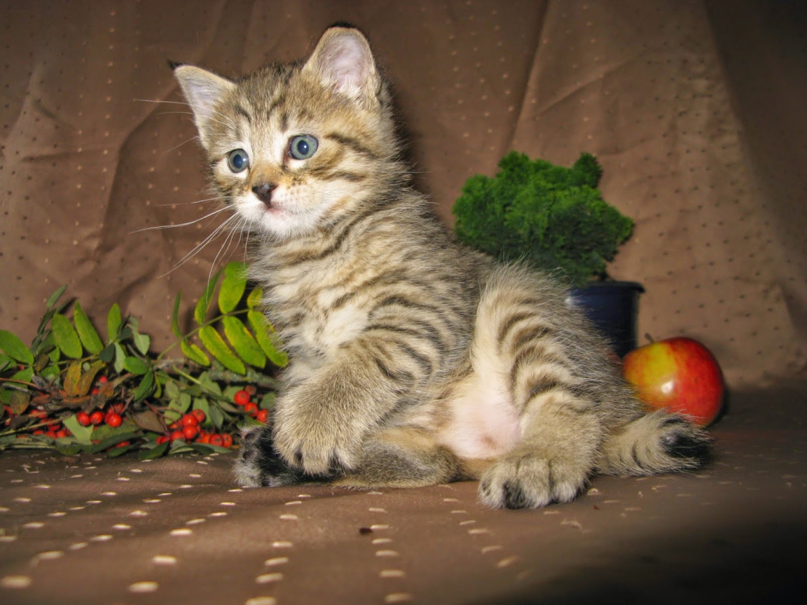 Котенок породы пиксибоб