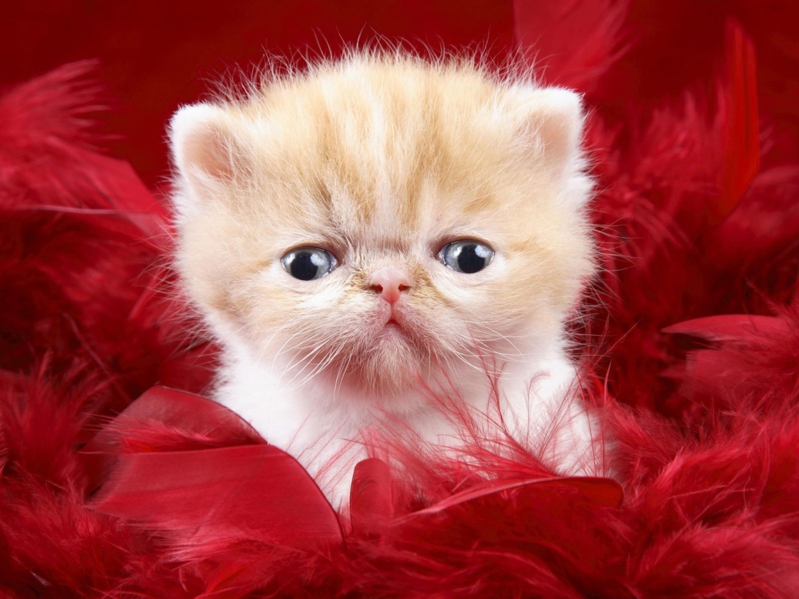 Котенок на красном фоне