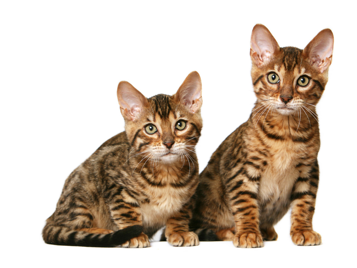 Котята калифорнийской сияющей кошки