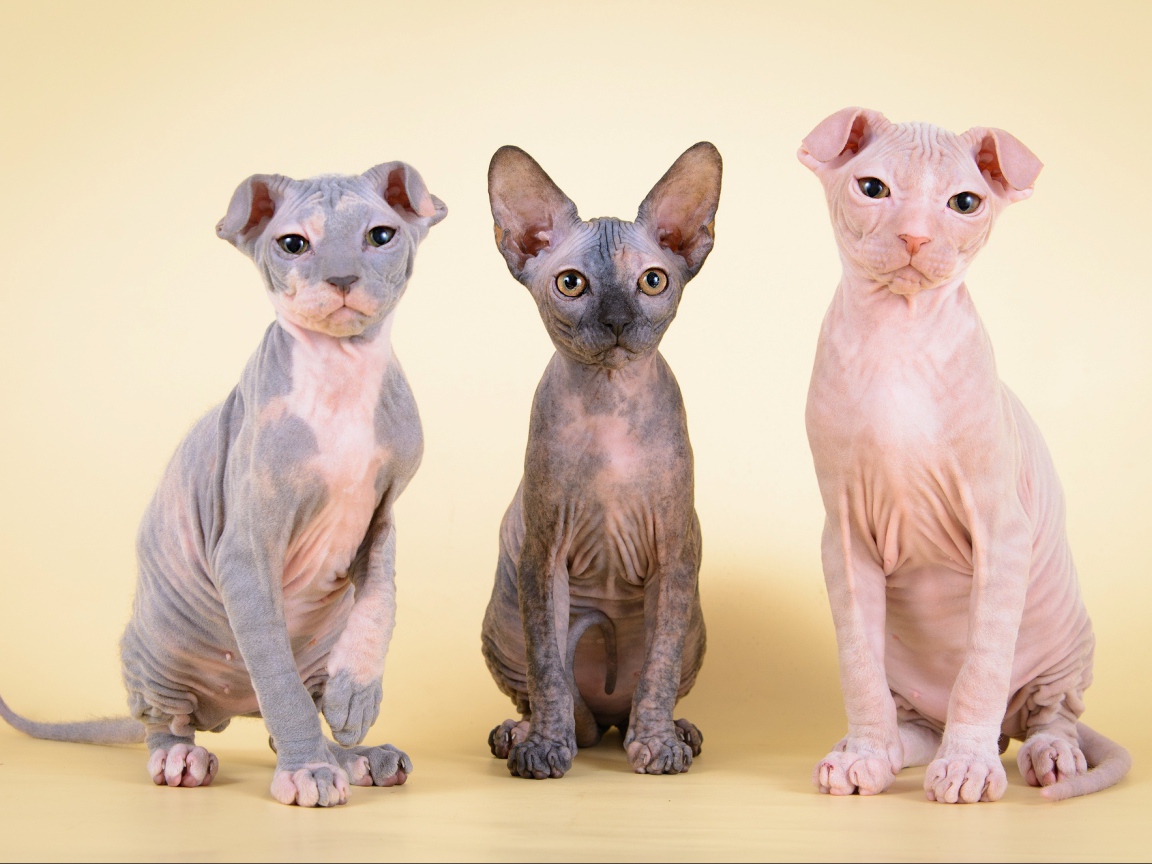 Котята украинский левкой