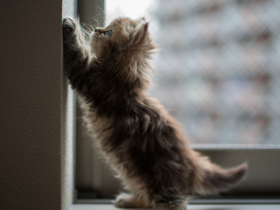 Котенок на окне