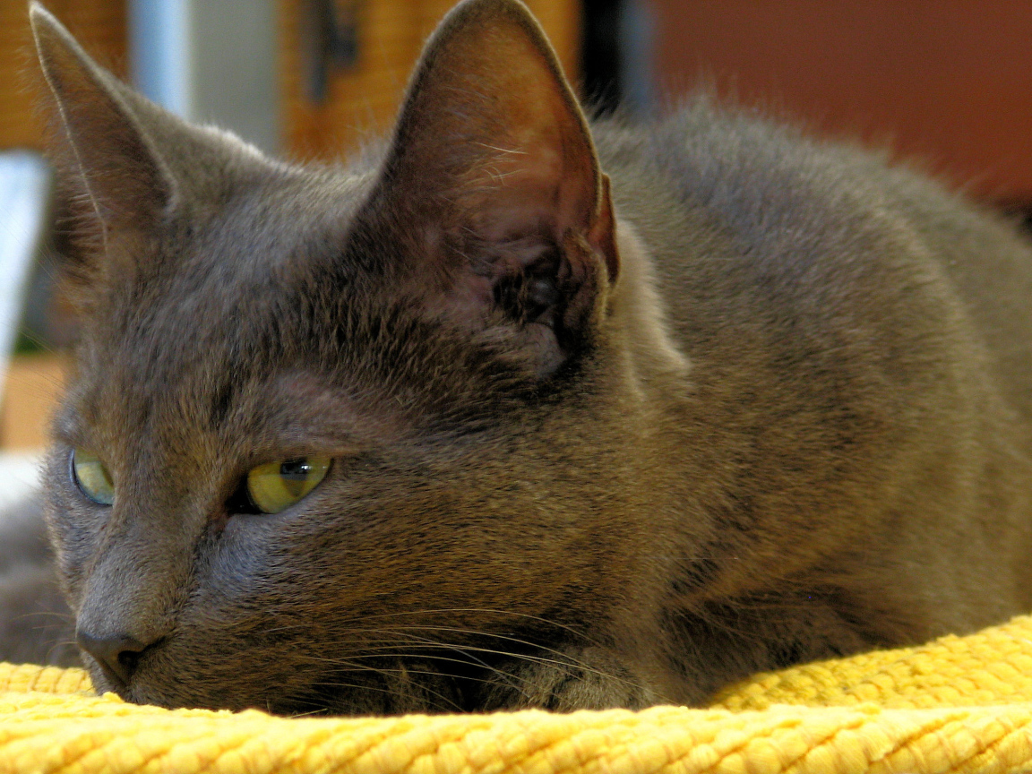 Корат лежит на коврике