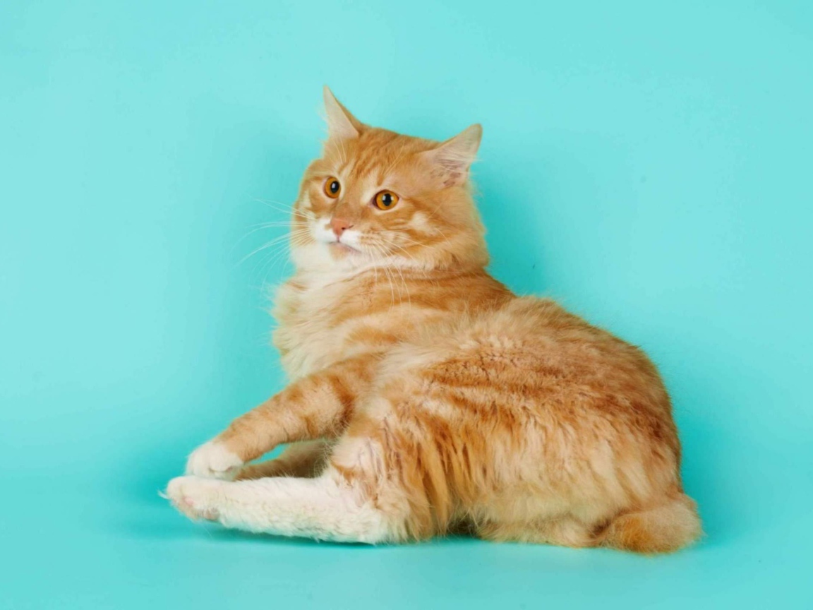 Курильский бобтейл на голубом фоне