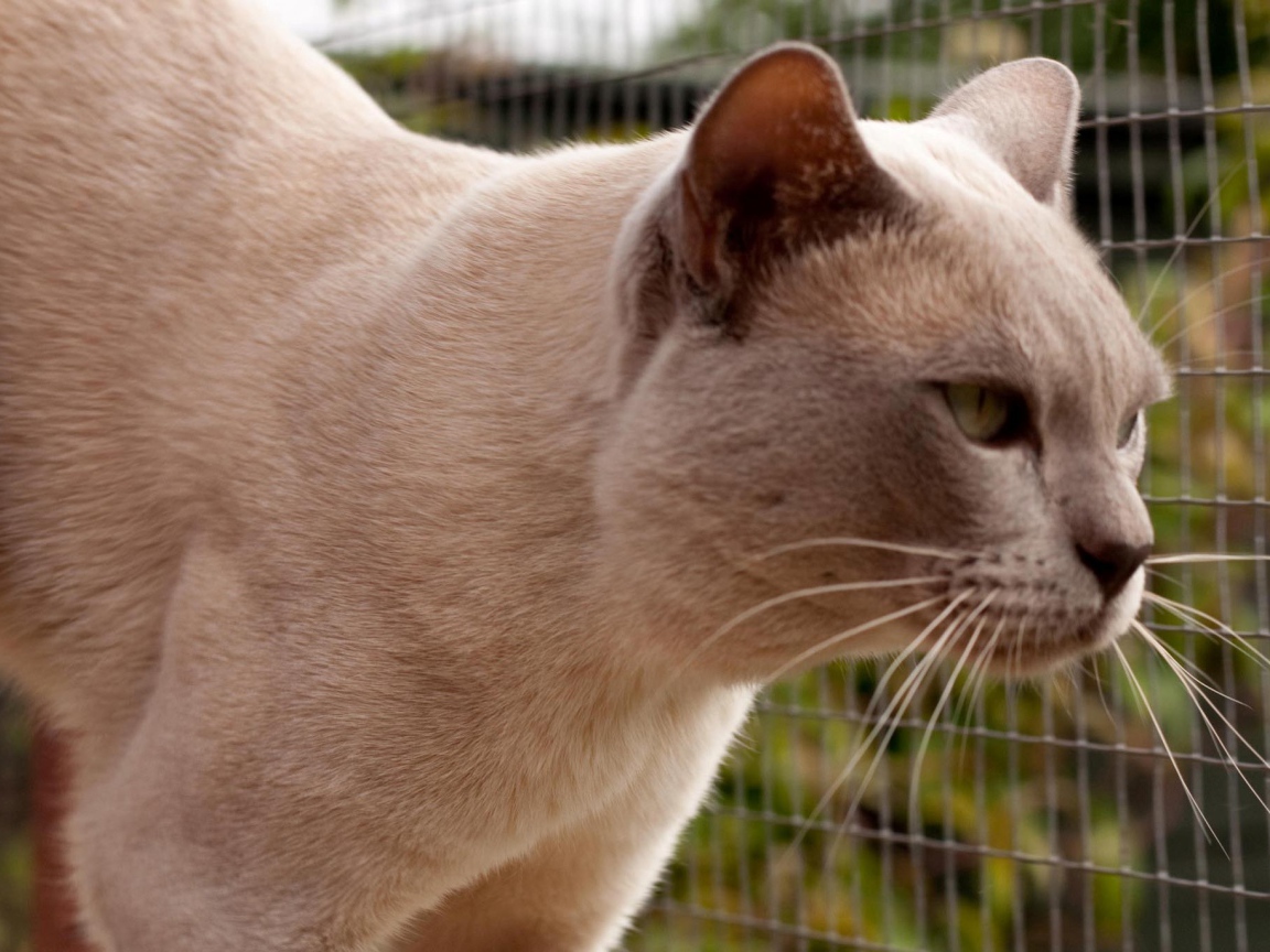 Светлая бурманская кошка