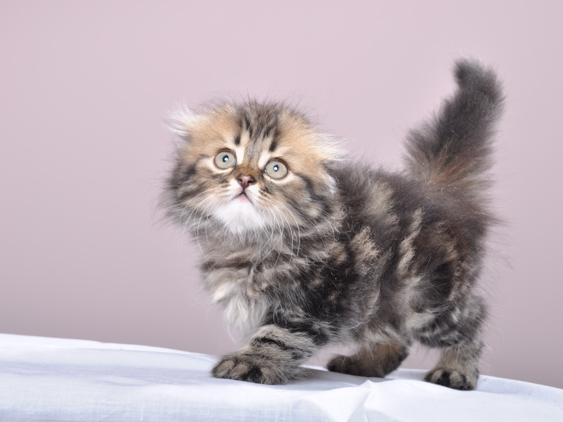Маленький котенок британской длинношерстной кошки