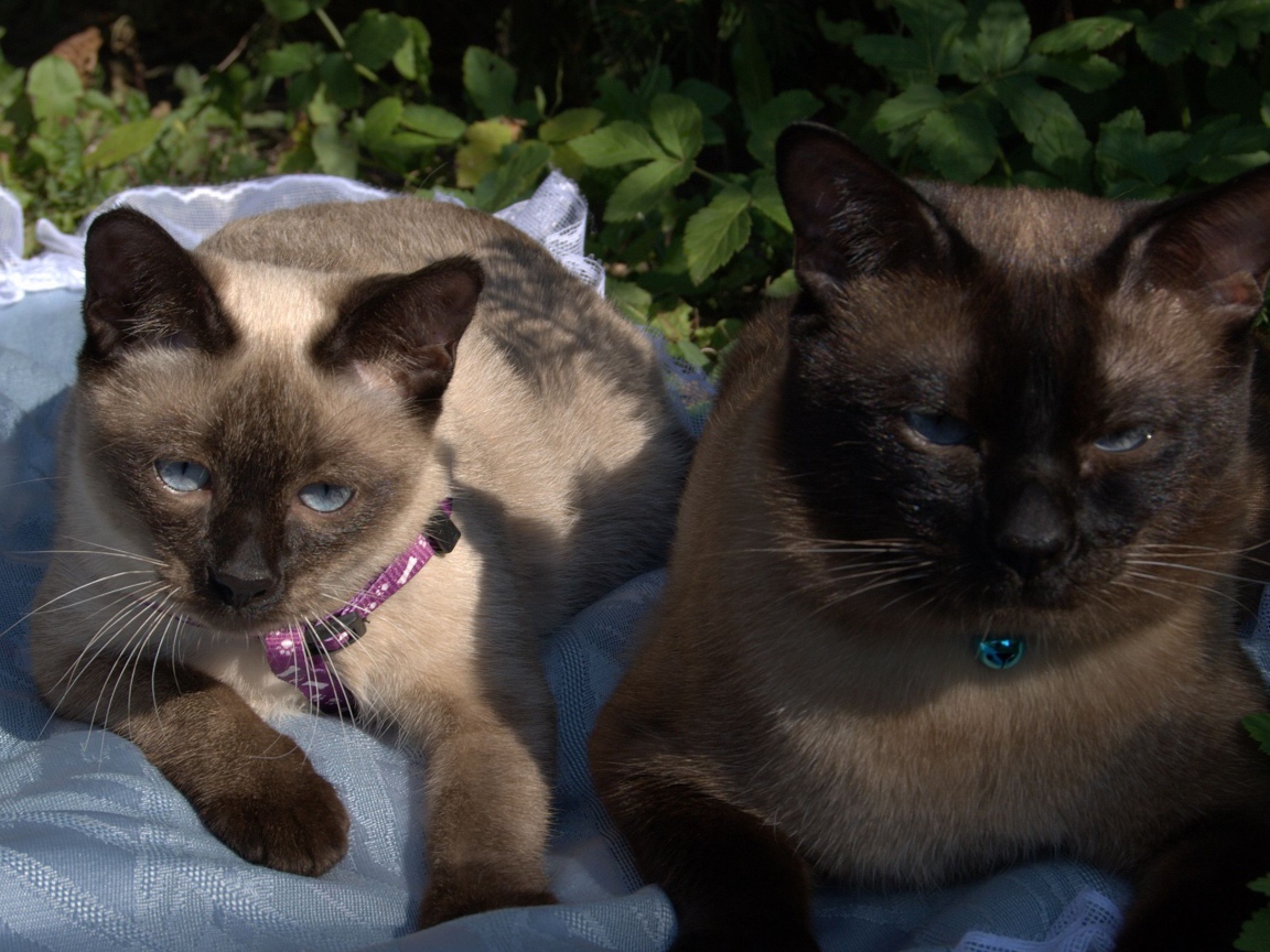 Коты породы меконгский бобтейл