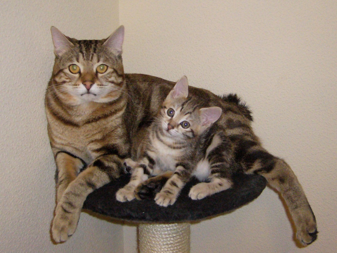 Мама курильский бобтейл с котенком