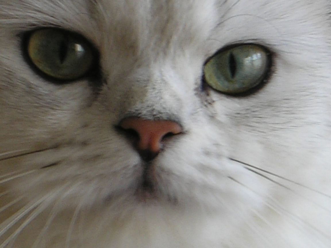 Мордочка британской длинношерстной кошки