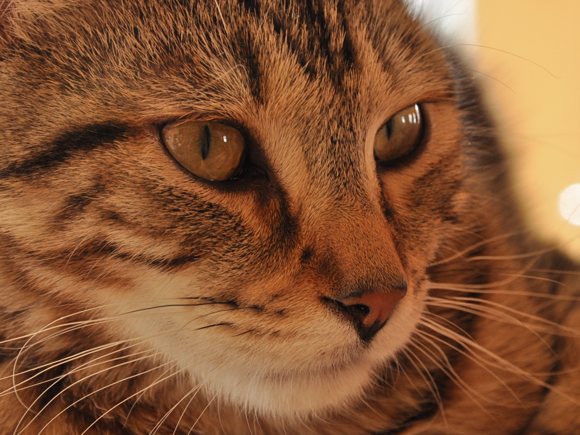 Морда кота пиксибоб