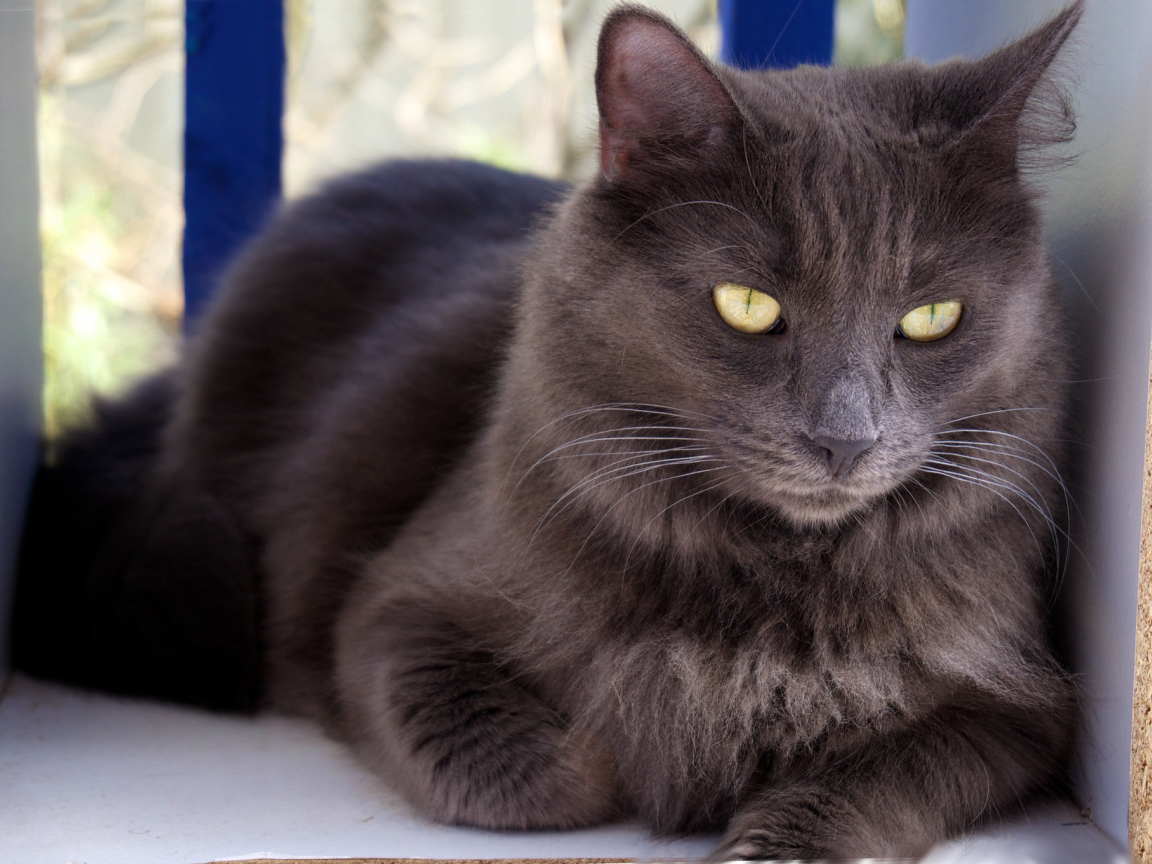 Благородный кот нибелунг