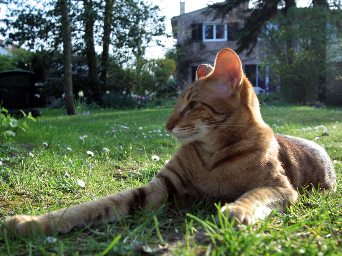 Ориентальная короткошерстная кошка на траве