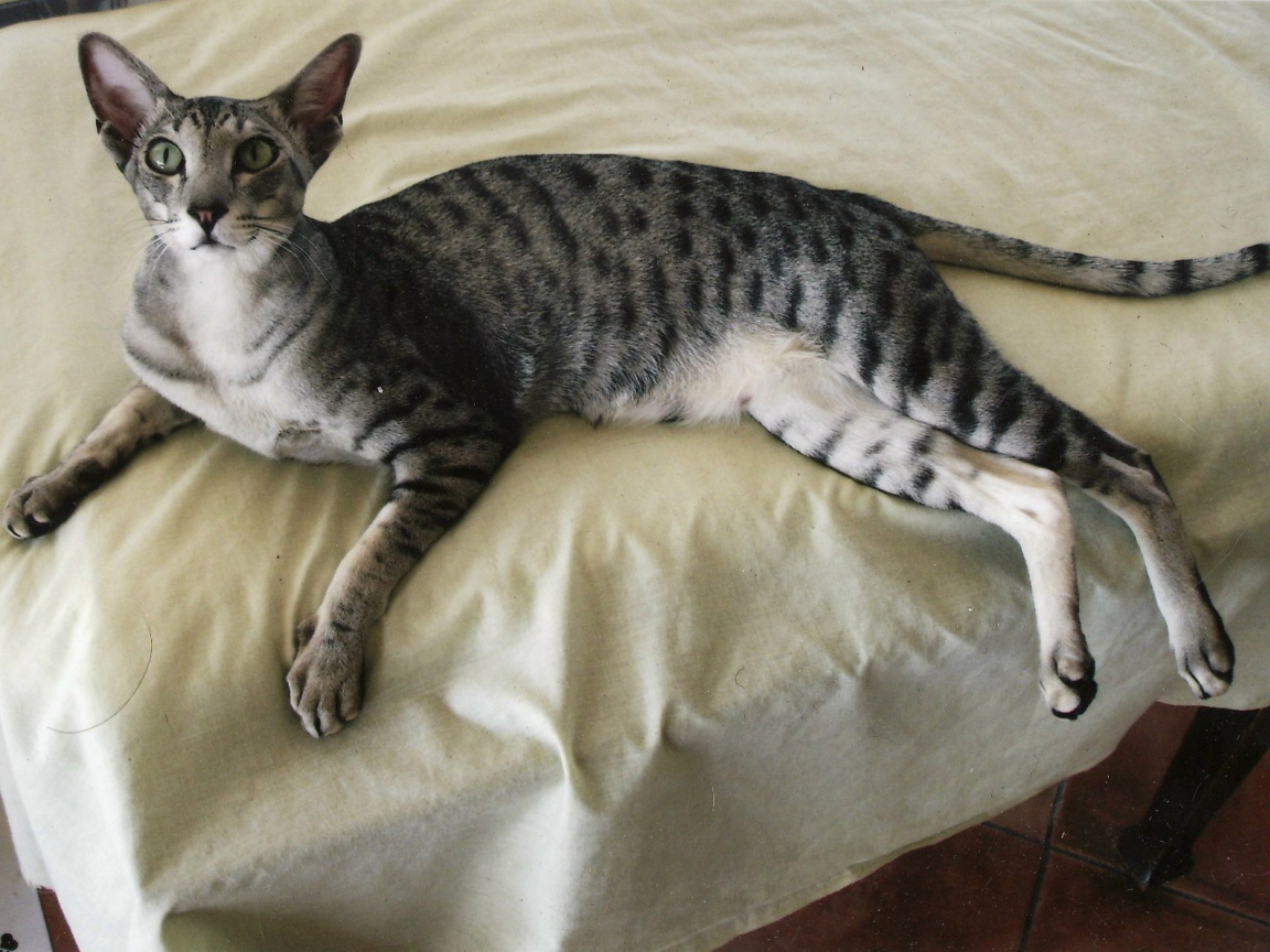 Ориентальная короткошерстная кошка на кровати