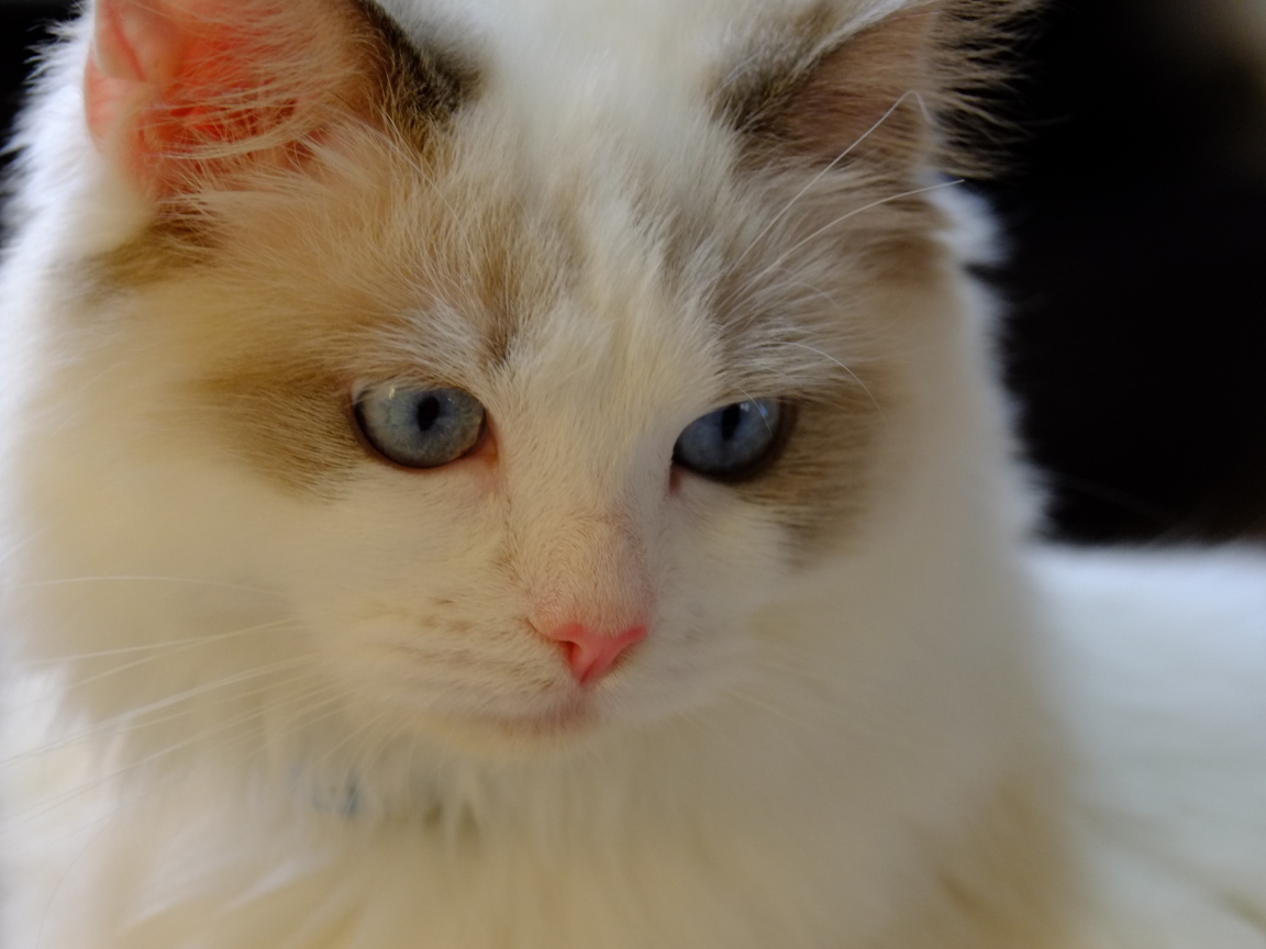 Розовый нос у кошки рэгдолл