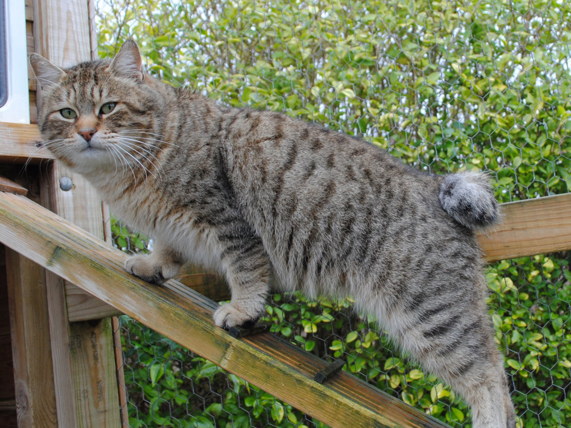 Пиксибоб на природе