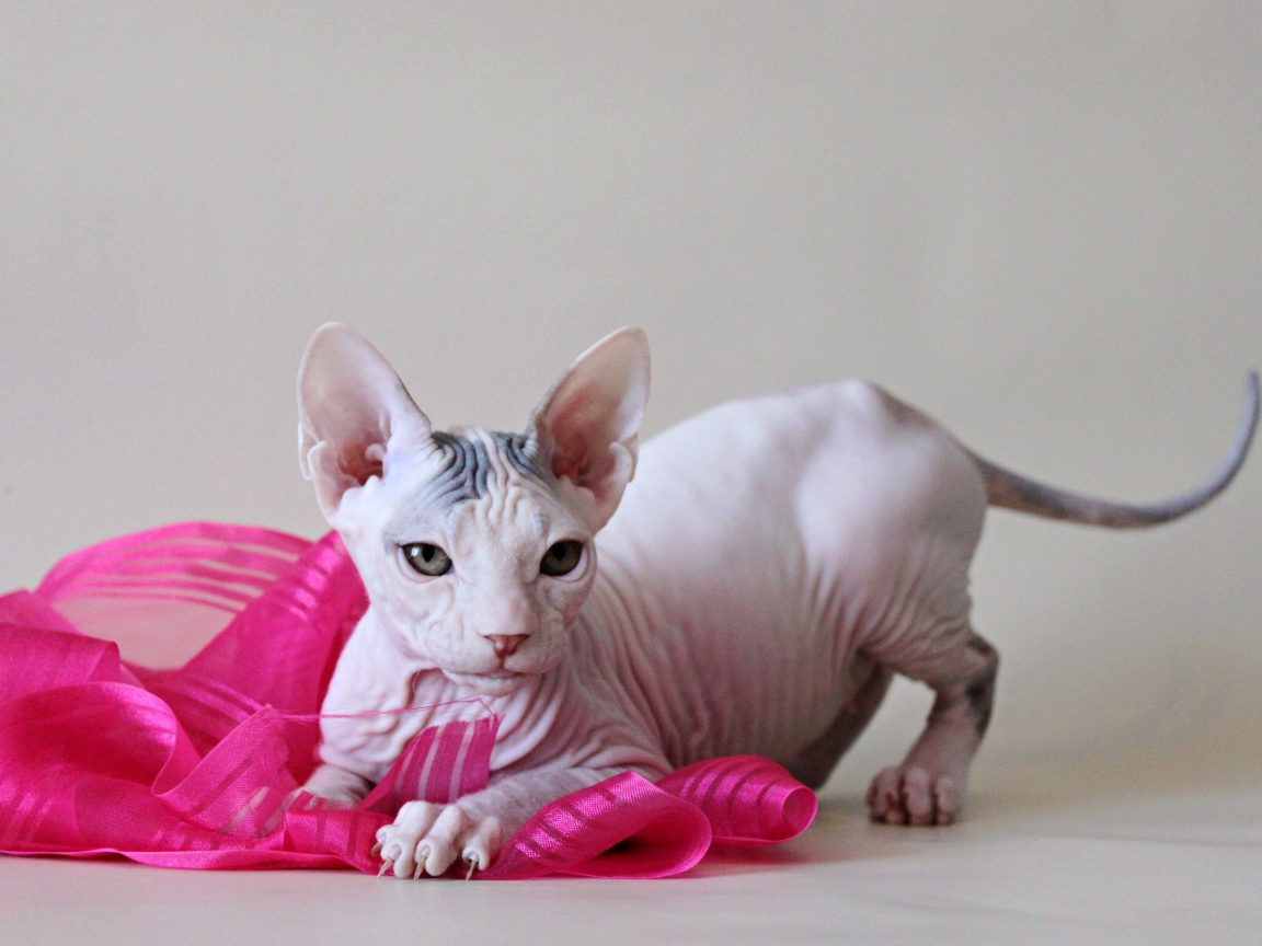 Игривый кот петерболд