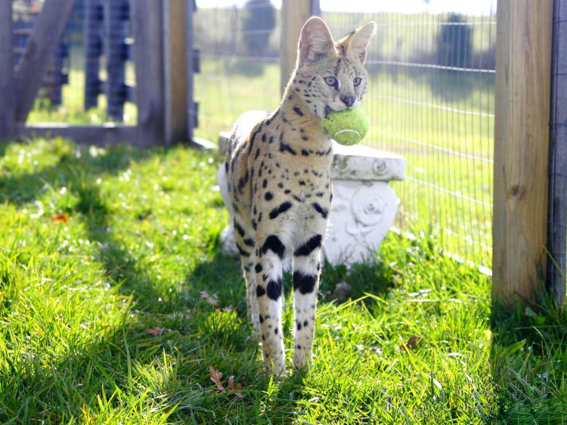 Игривая кошка саванна