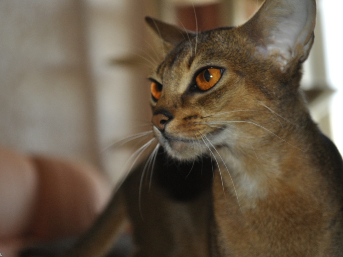 Гордая абиссинская кошка