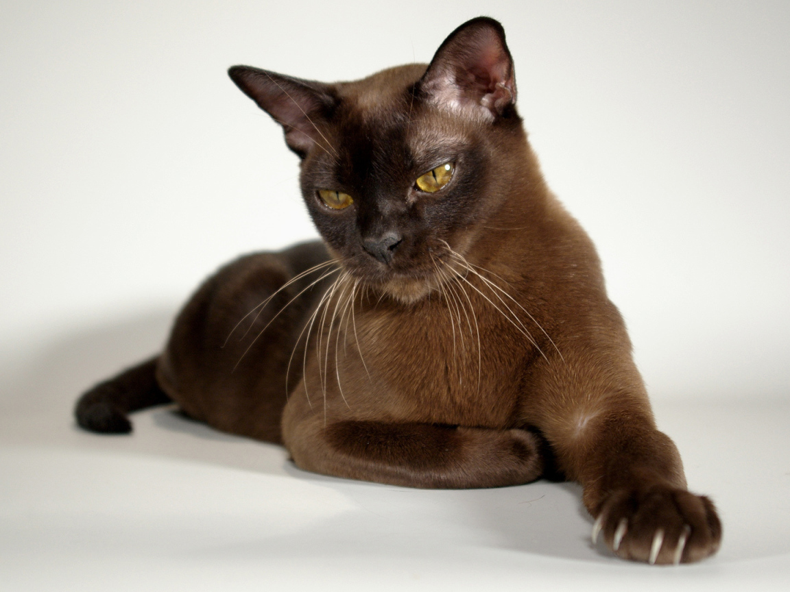 Гордая бурманская кошка