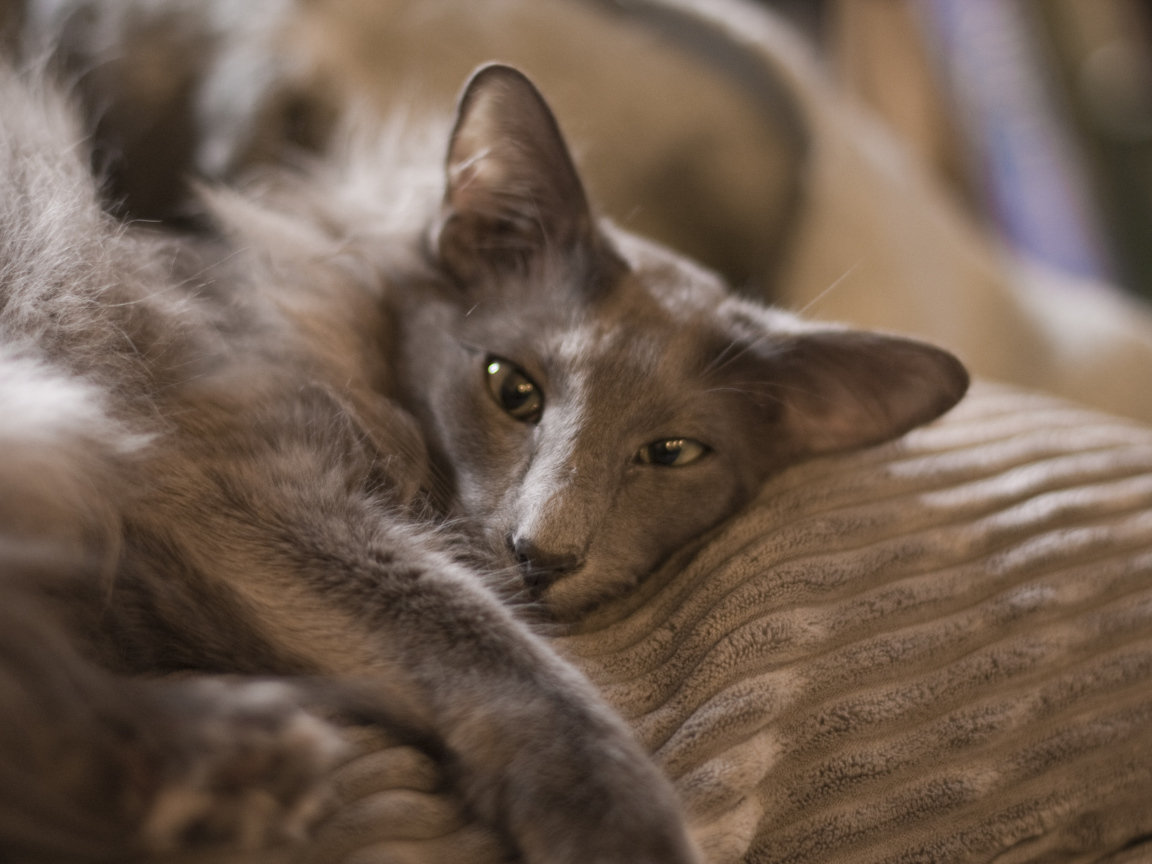 Гордая ориентальная длинношерстная кошка