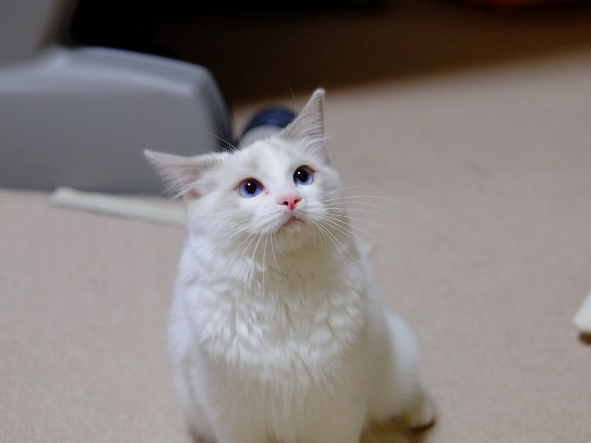 Рэгдолл смотрит вверх