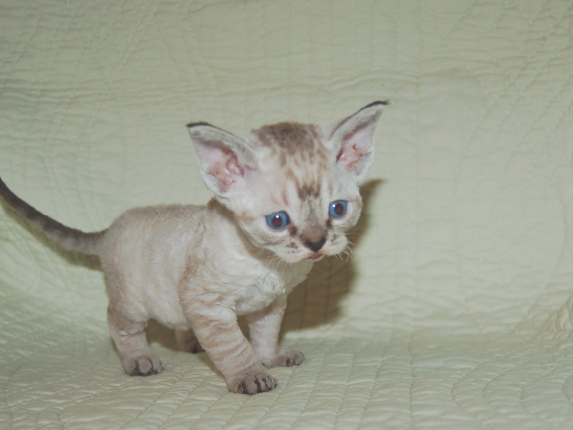 Красноглазый котенок девон-рекс