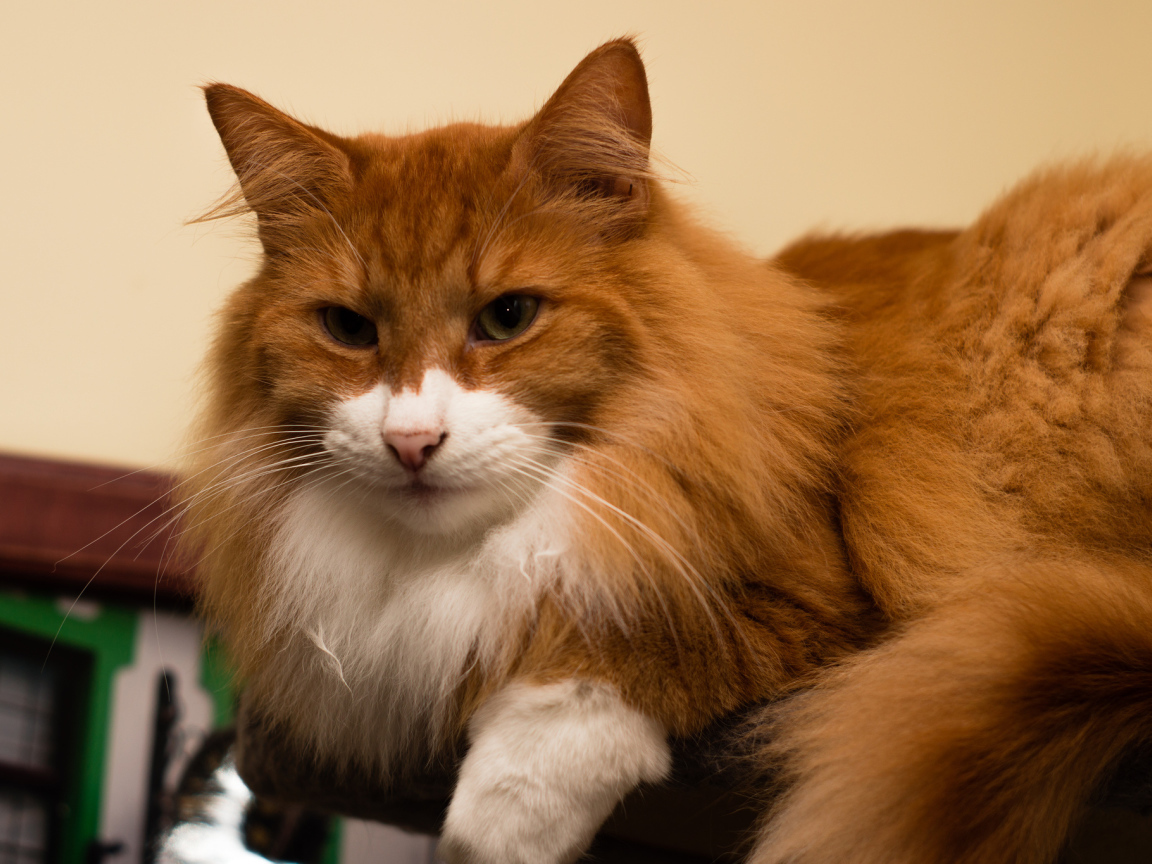 Рыжая норвежская лесная кошка