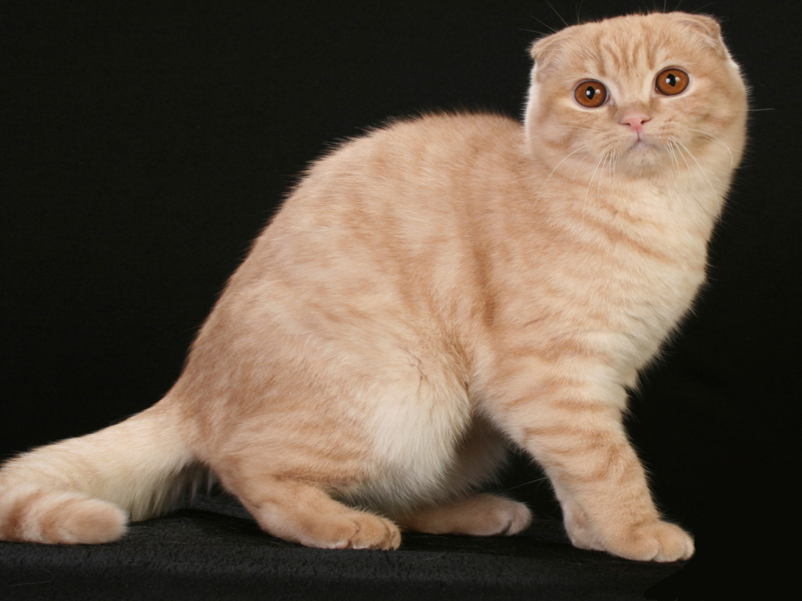 Рыжая шотландская кошка