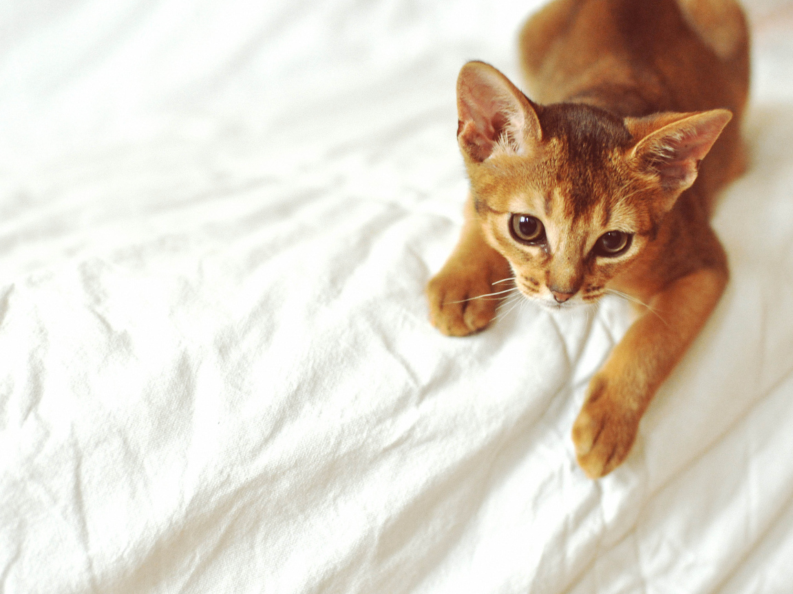 Рыжий абиссинский котенок