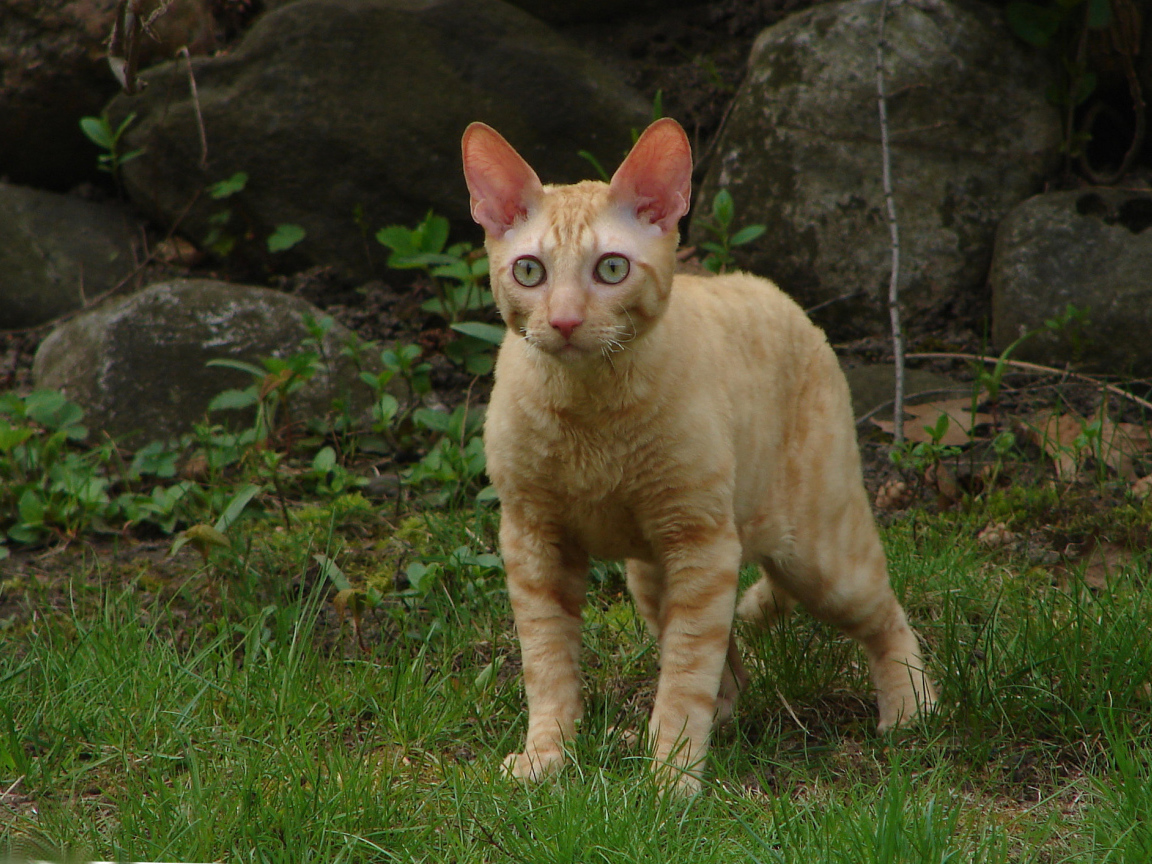 Рыжий кот корниш рекс на траве