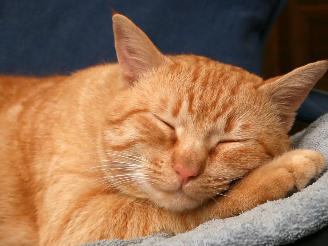 Рыжая американская жесткошерстная кошка