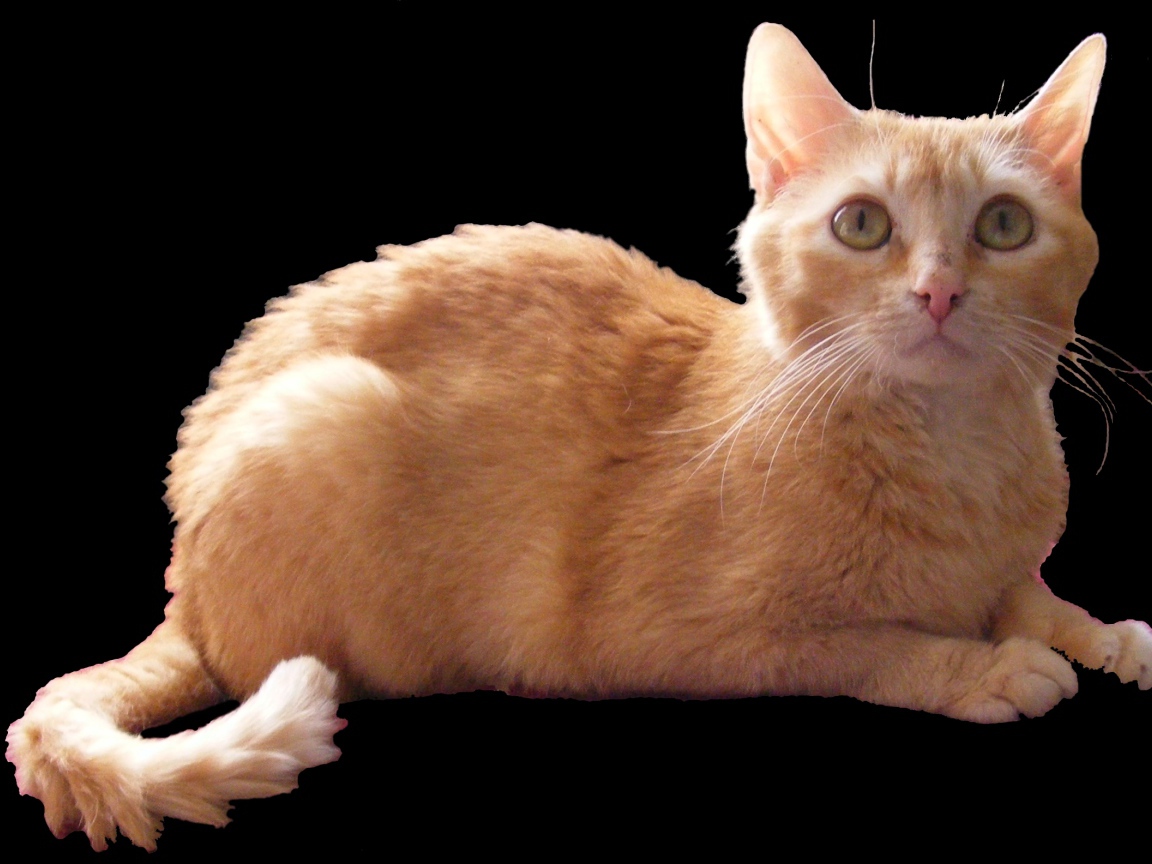 Рыжий немецкий рекс