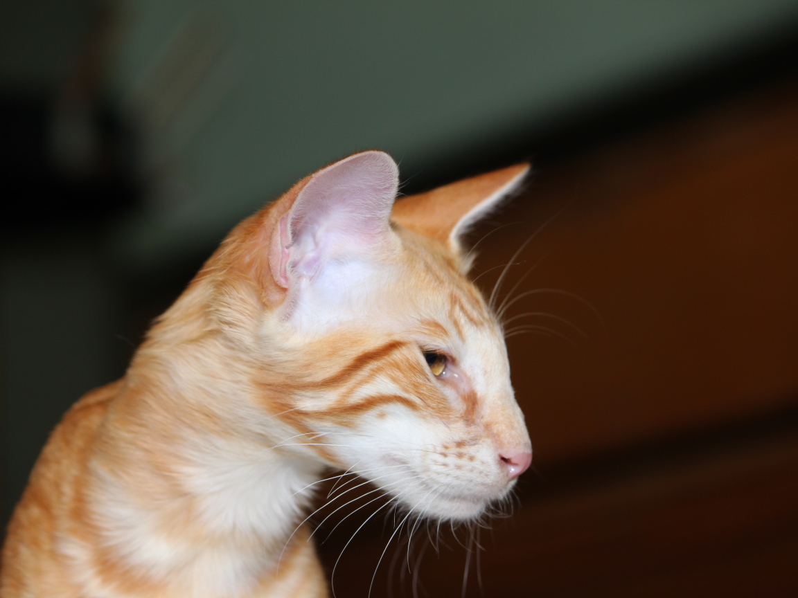 Рыжая мордочка ориентальной длинношерстной кошки