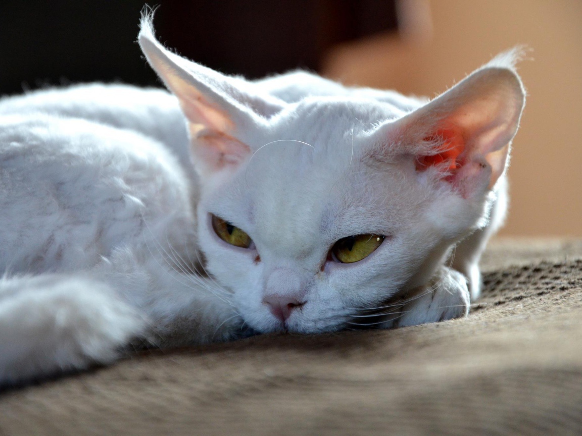 Грустный девон-рекс